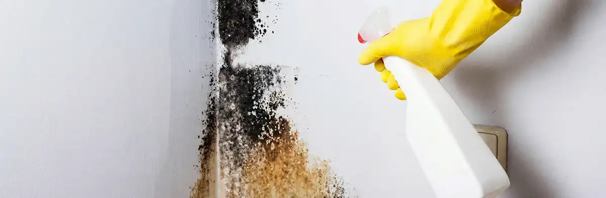 visible mold growth on an interior wall being treated during mold removal service in Tucson, AZ